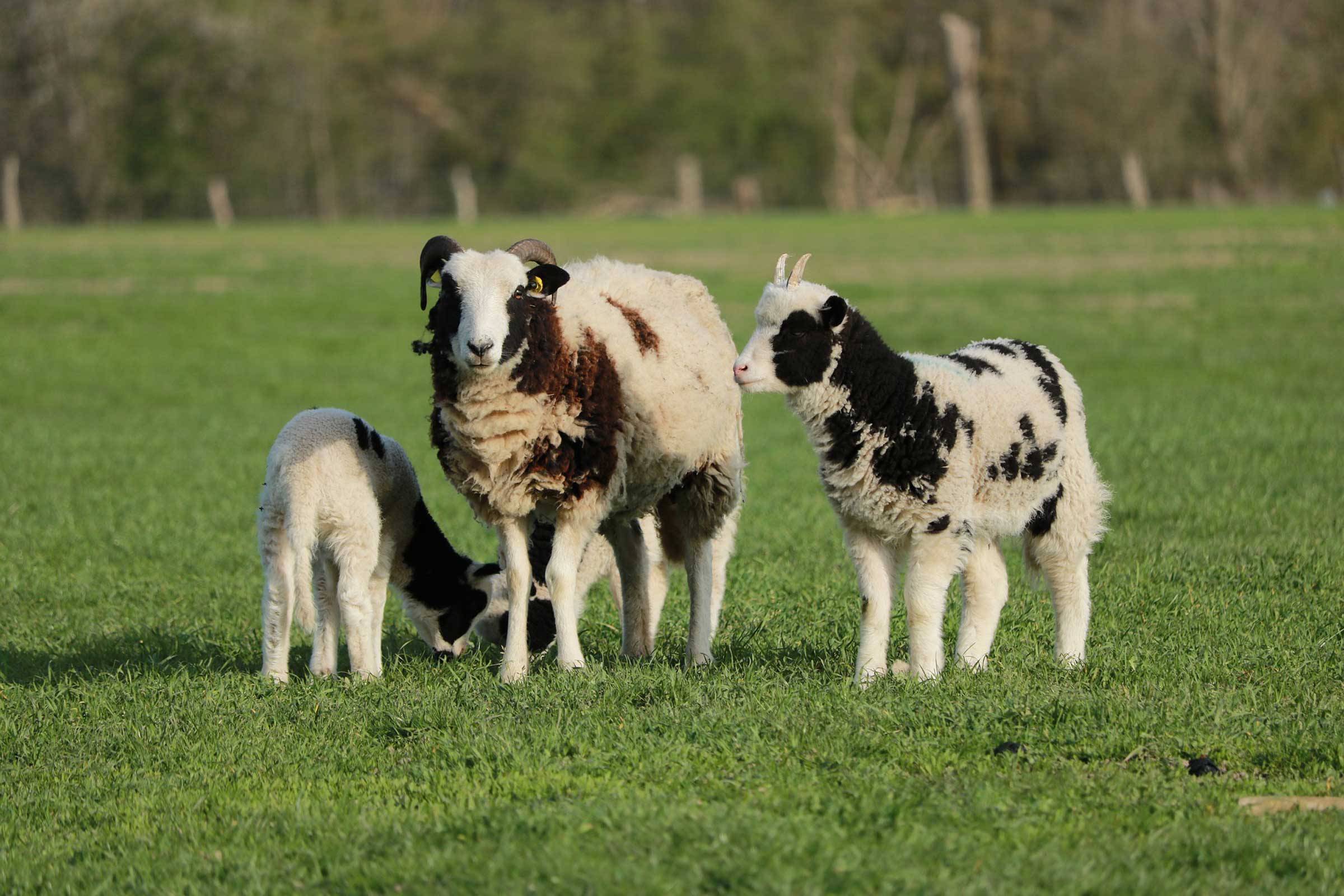 sheep